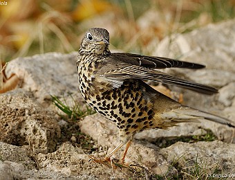 Animali 348